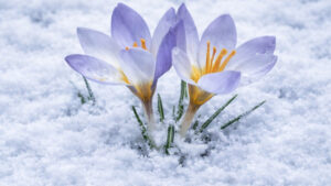 bu-cicek-baska-yerde-yok-dunyada-tek-bir-yerde-yetisiyor-eklbSMU1