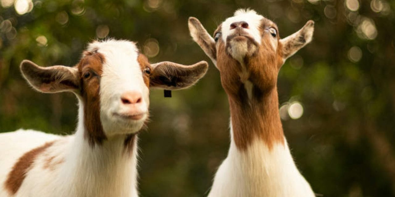 Susuz Adada 250 Yıl Hayatta Kalan Keçi Sürüsü: Bir Gizem