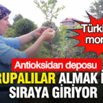 turkiyenin-mor-altini-avrupalilar-almak-icin-siraya-giriyor-antioksidan-deposu-tYVsHUsu